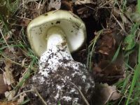 Grüner Knollenblätterpilz